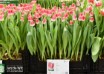 Tulipa With Love (1)